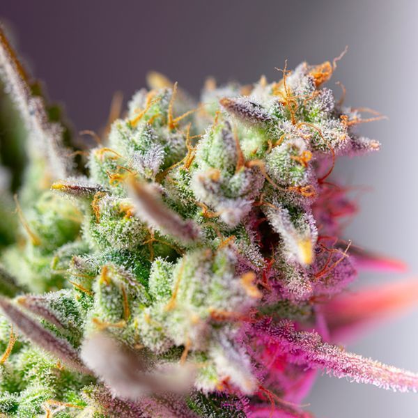 Sweet Mimosa XL Auto (Sweet Seeds) feminizovaná