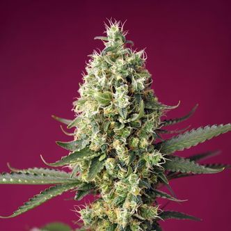 Skywalker OG Runtz XL Auto (Sweet Seeds) feminizovan&aacute;