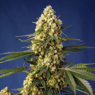 Strawberry Banana Gelato XL Auto (Sweet Seeds) feminizovan&aacute;