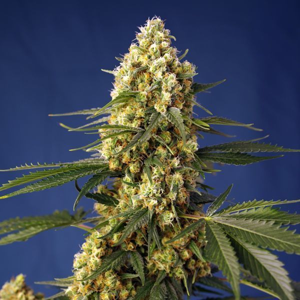 Strawberry Banana Gelato XL Auto (Sweet Seeds) feminizovaná