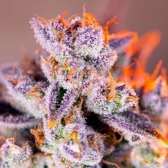 Tropicanna Poison XL Auto (Sweet Seeds) feminizovan&aacute;