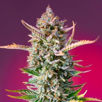 Gorilla Sherbet - F1 Fast Version (Sweet Seeds) feminizovan&aacute;