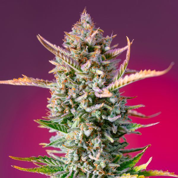 Gorilla Sherbet - F1 Fast Version (Sweet Seeds) feminizovaná