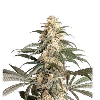 Black Lebanon (Super Sativa Seed Club) feminizovan&aacute;
