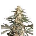 Black Lebanon (Super Sativa Seed Club) feminizovaná