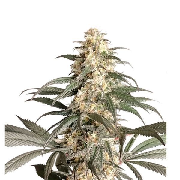 Black Lebanon (Super Sativa Seed Club) feminizovaná