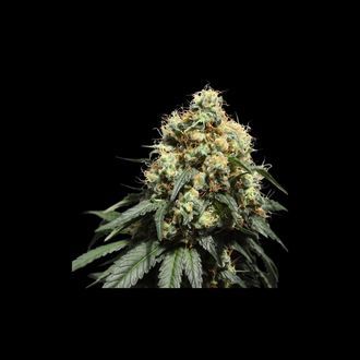 Bruce Lemon Diesel (Super Sativa Seed Club) feminizovaná