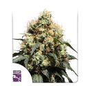 Bruce Lemon Diesel (Super Sativa Seed Club) feminizovaná