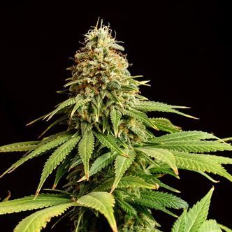 Hellfire OG (Kannabia) feminizovan&aacute;