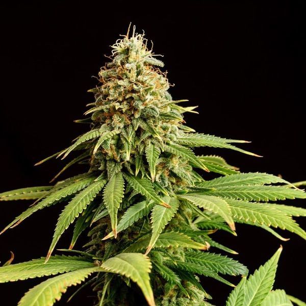 Hellfire OG (Kannabia) feminizovaná