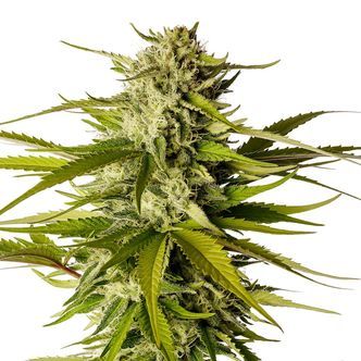 Break-Up Cake (Kannabia) feminizovan&aacute;