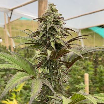 Dosidos (Kannabia) Feminizovan&aacute;