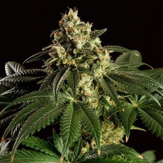 Dream Sherbet (Kannabia) feminizovan&aacute;