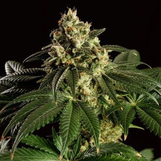 Dream Sherbet (Kannabia) feminizovan&aacute;