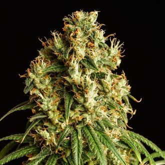 Mimosa Dream (Kannabia) feminizovan&aacute;