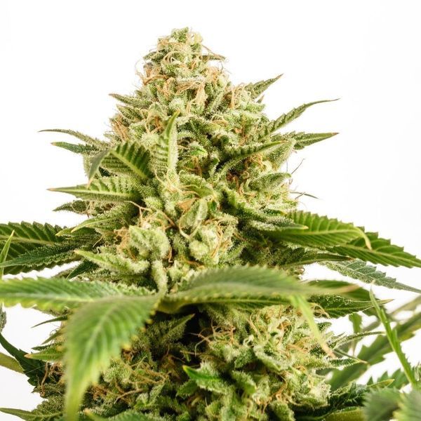 Monkey Grease (Kannabia) feminizované