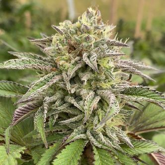 Break-Up Cake Auto (Kannabia) feminizovan&aacute;