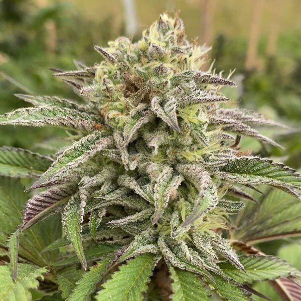 Break-Up Cake Auto (Kannabia) feminizovaná