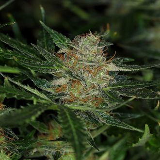 Dream Sherbet Auto (Kannabia) feminizovan&aacute;