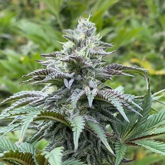 Zkit Kandy Dream Auto (Kannabia) feminizovan&aacute;