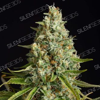 Amnesia Lemon (Silent Seeds) feminizovan&aacute;