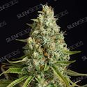 Amnesia Lemon (Silent Seeds) feminizovaná