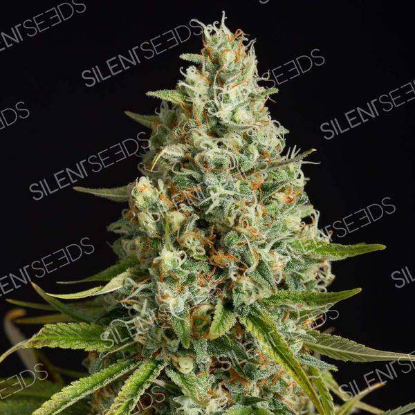 Amnesia Lemon (Silent Seeds) feminizovaná
