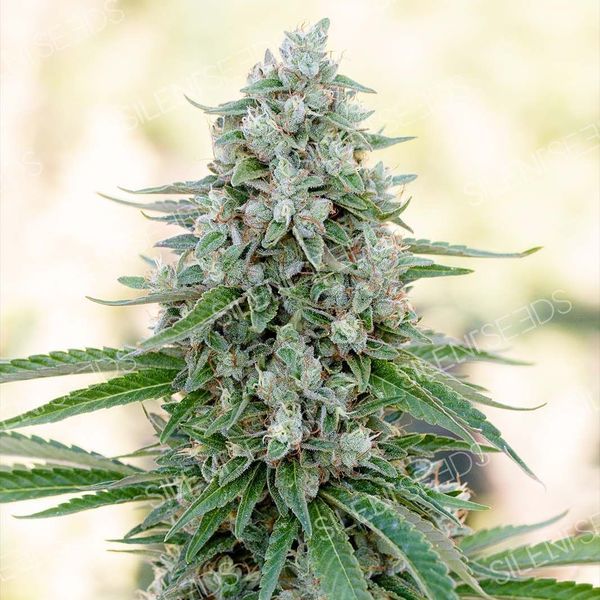 Critical Mango (Silent Seeds) feminizovaná