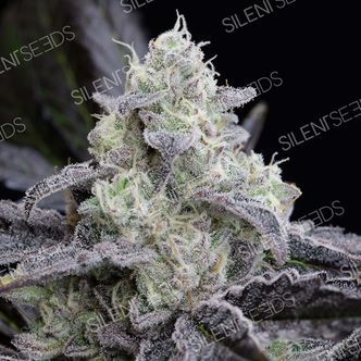LA Vanilla Cake (Silent Seeds) feminizovan&aacute;