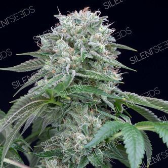 Starfire OG (Silent Seeds) feminizovan&aacute;