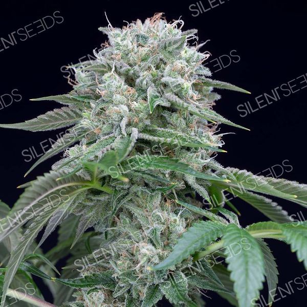 Starfire OG (Silent Seeds) feminizovaná