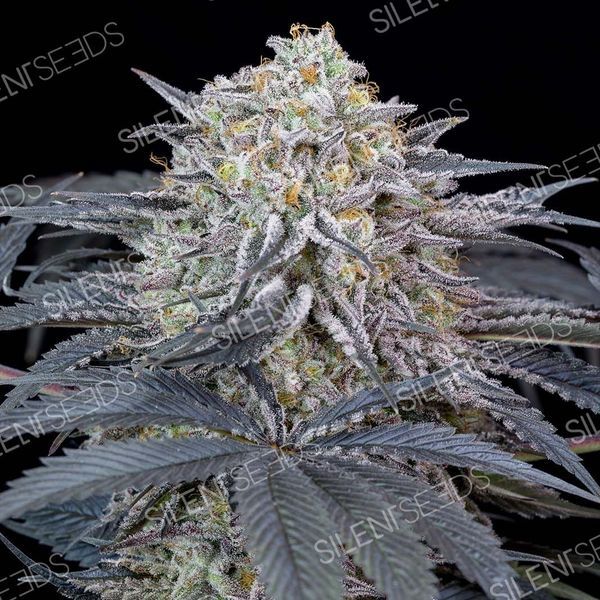 Watermelon Runtz (Silent Seeds) feminizovaná