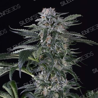 Moby Dick Auto (Silent Seeds) feminizovan&aacute;