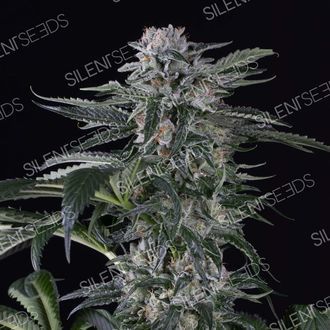 Moby Dick Auto (Silent Seeds) feminizovan&aacute;