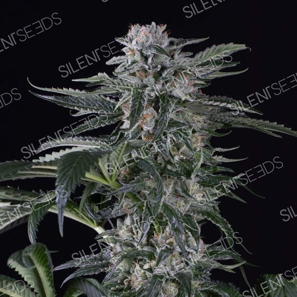 Moby Dick Auto (Silent Seeds) feminizovaná