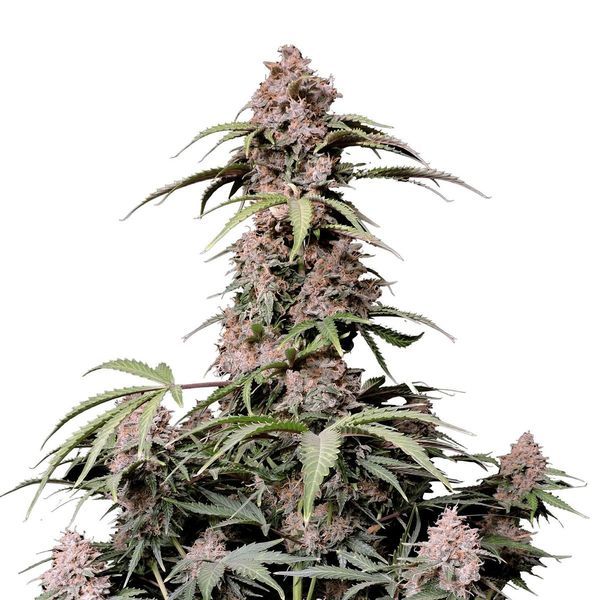 Amnesia Zkittlez Samonakvétací (FastBuds) feminizovaná