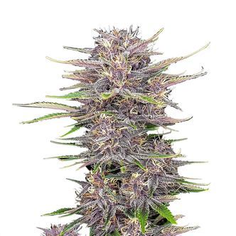 Banana Purple Punch Samonakv&eacute;tac&iacute; (FastBuds) feminizovan&aacute;