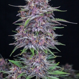 Banana Purple Punch Samonakvétací (FastBuds) feminizovaná