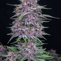 Banana Purple Punch Samonakvétací (FastBuds) feminizovaná