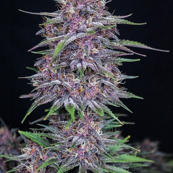 Banana Purple Punch Samonakvétací (FastBuds) feminizovaná