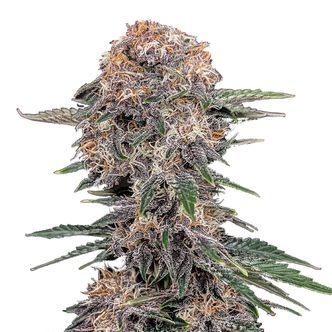 Cherry Cola Samonakv&eacute;tac&iacute; (FastBuds) feminizovan&aacute;
