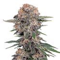 Cherry Cola Samonakvétací (FastBuds) feminizovaná