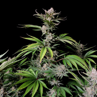Cherry Cola Samonakvétací (FastBuds) feminizovaná