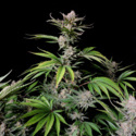 Cherry Cola Samonakvétací (FastBuds) feminizovaná