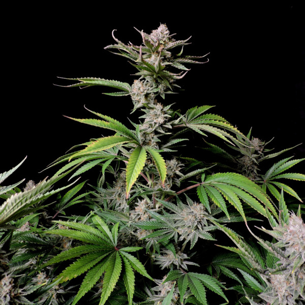 Cherry Cola Samonakvétací (FastBuds) feminizovaná