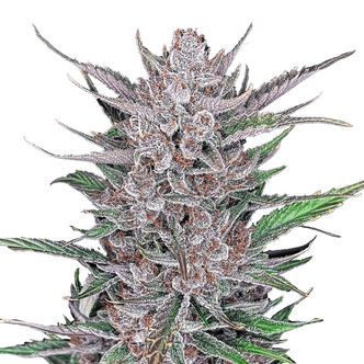 Gorilla Punch Samonakv&eacute;tac&iacute; (FastBuds) feminizovan&aacute;