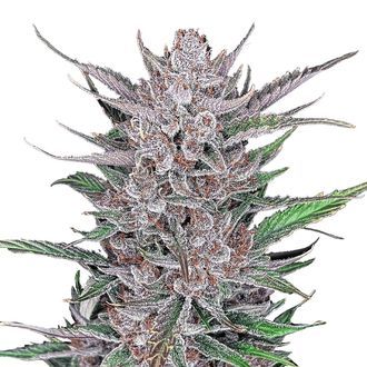 Gorilla Punch Samonakv&eacute;tac&iacute; (FastBuds) feminizovan&aacute;