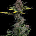 Gorilla Punch Samonakvétací (FastBuds) feminizovaná