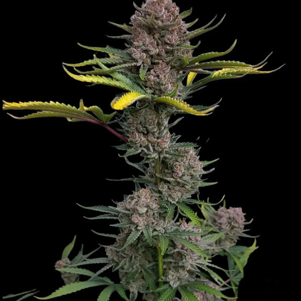 Gorilla Punch Samonakvétací (FastBuds) feminizovaná
