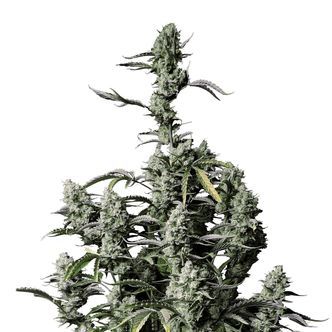 Gorilla Zkittlez Samonakv&eacute;tac&iacute; (FastBuds) feminizovan&aacute;